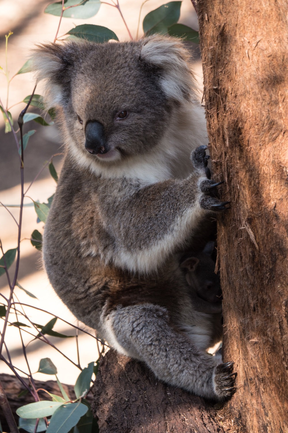  Iconic animals of Australia: Koala at Taronga Zoo. | Photo: Jonathan and Roseann Hanson 