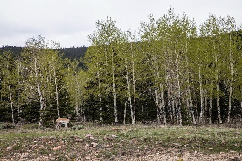  Pronghorn on the way up Hoosier Pass, Colorado | Roseann and Jonathan Hanson /  ExploringOverland.com  