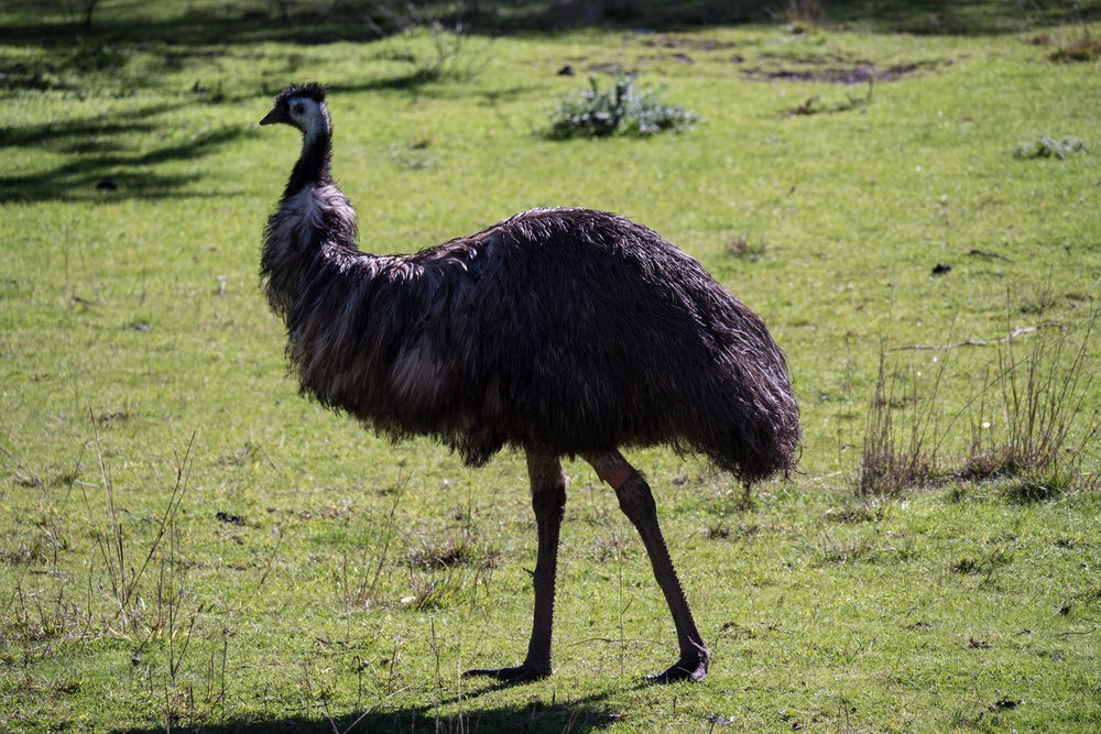  Iconic animals of Australia: Emu at Taronga Zoo. | Photo: Jonathan and Roseann Hanson 