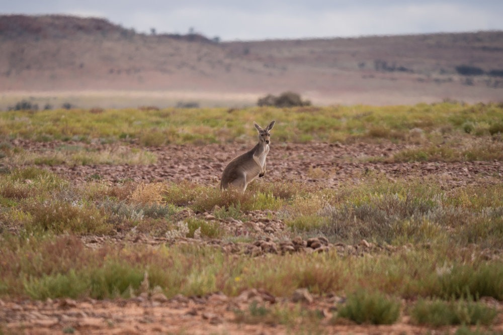  Iconic animals of Australia: Wild kangaroo, Queensland. | Photo: Jonathan and Roseann Hanson 