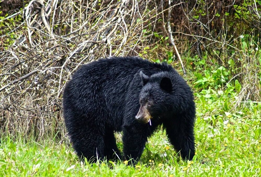 It’s hard to be afraid of a bear who is munching on dandelions. Image:  @MyTicketToRide