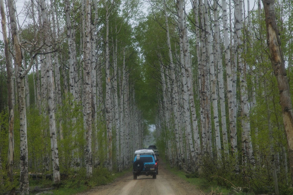  Aspen Alley greets us in southern Wyoming, just before hitting the Red Desert  | Roseann and Jonathan Hanson /  ExploringOverland.com  