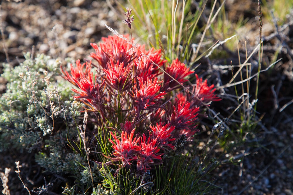  Desert paintbrush blooming after recent rains | Roseann and Jonathan Hanson /  ExploringOverland.com  