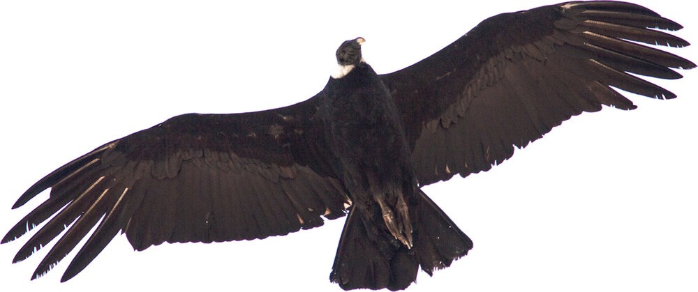 Andean condor | Photo: Jonathan &amp; Roseann Hanson