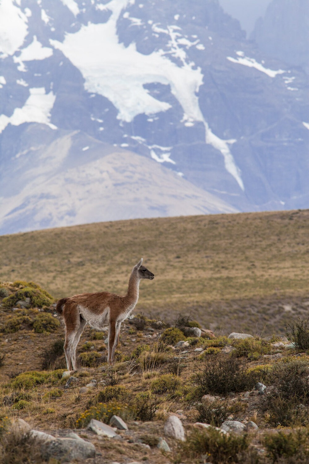 Guanaco, in Torres del Paine. | Photo: Jonathan &amp; Roseann Hanson