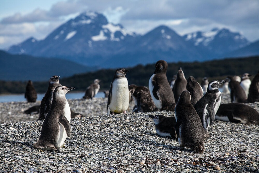 Magellanic penguin rookery at Islas Tierra del Fuego near Estancia Harberton, Ushuaia. The island is just off Argentina’s Beagle Channel, with Antarctica looming over the horizon. | Photo: Jonathan &amp; Roseann Hanson