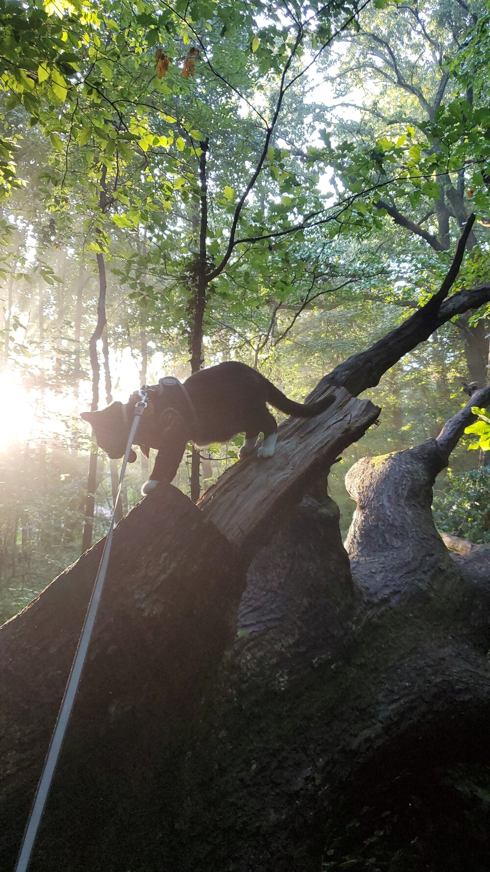 Bobble Arnold @bobble_cat