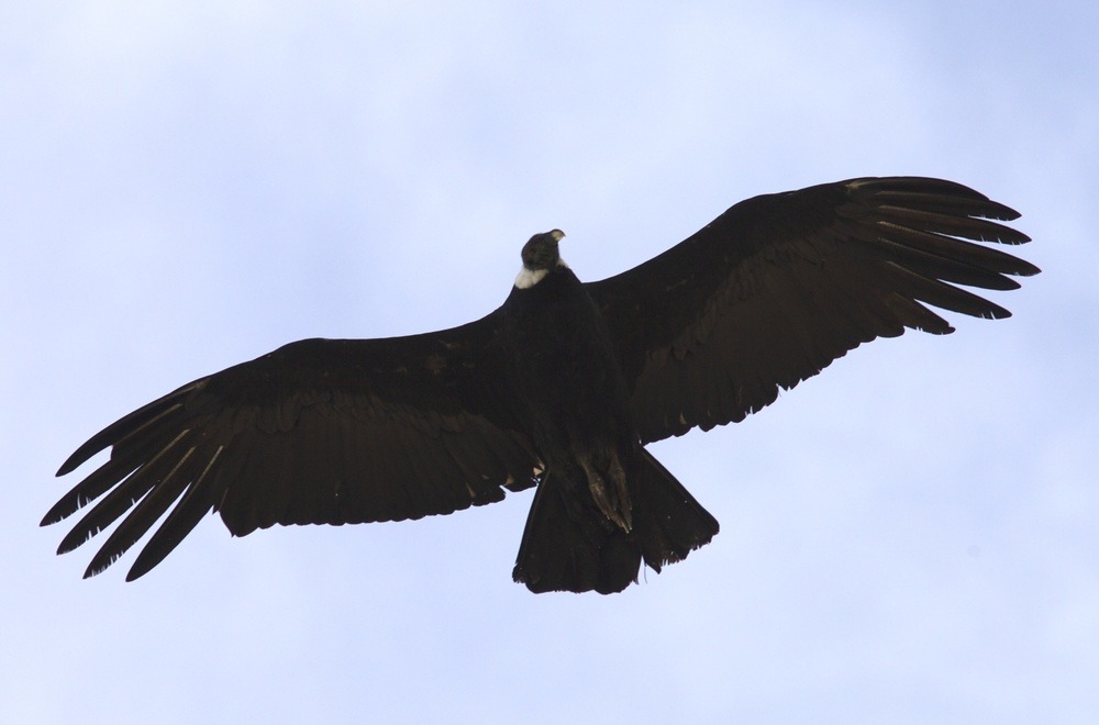 Condor 1.jpeg