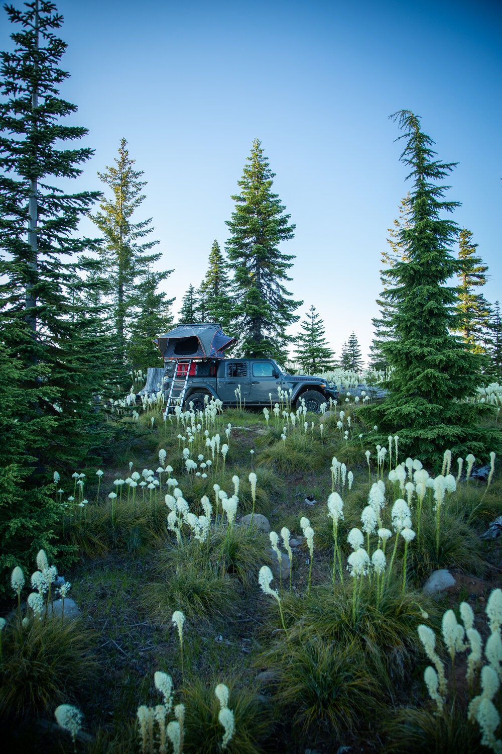 Bear grass in bloom. | Nick Jaynes