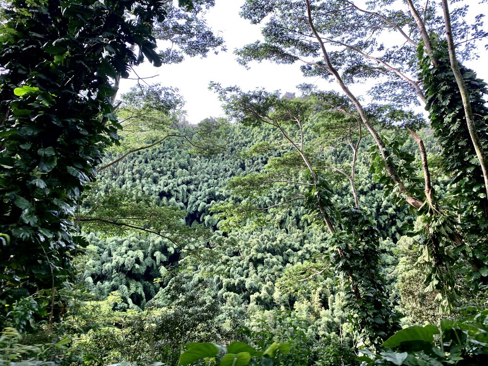  Bamboo forest along the Road to Hana 