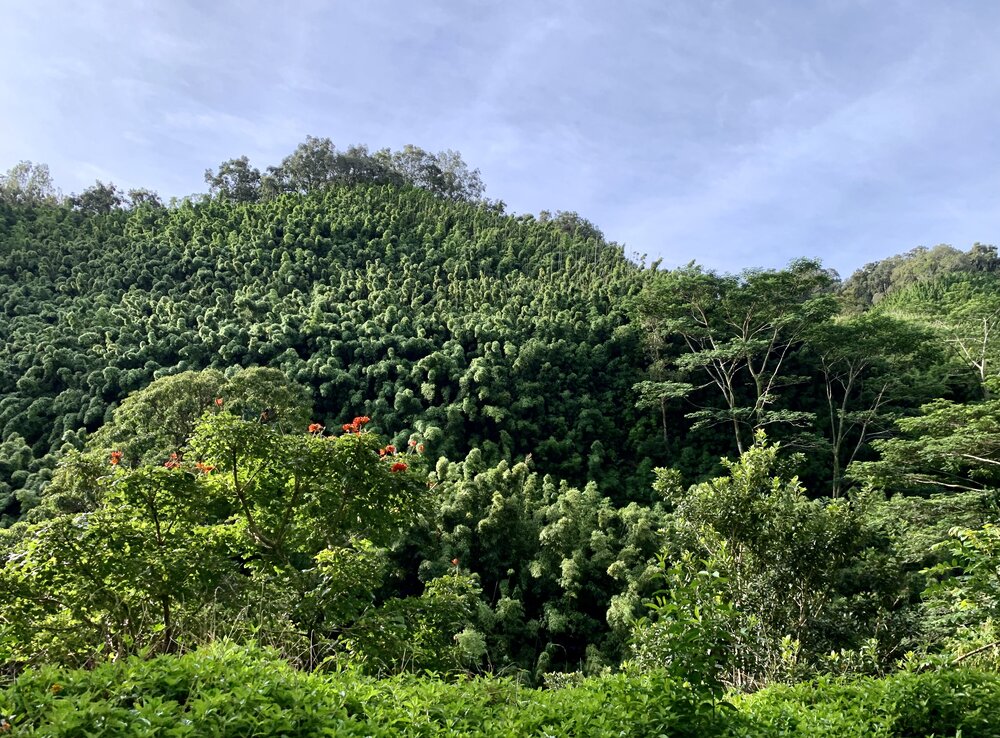  African Tulip Trees in bloom along The Road to Hana 