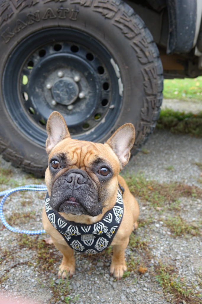 Dog sits next to a tire