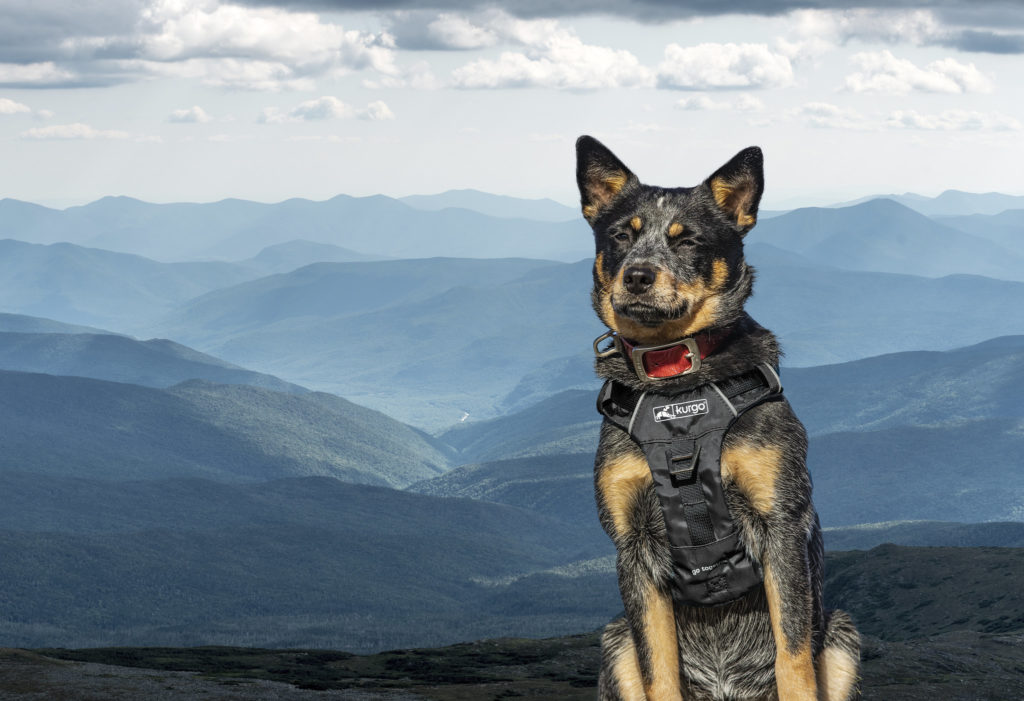 Image shows a blue heeler dog wearing the Kurgo Stash It harness. A valley landscape is shown in the background. 