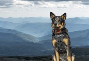 Image shows a blue heeler dog wearing the Kurgo Stash It harness. A valley landscape is shown in the background.