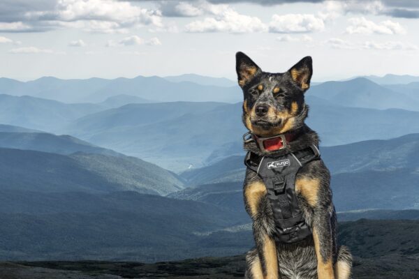 Image shows a blue heeler dog wearing the Kurgo Stash It harness. A valley landscape is shown in the background.