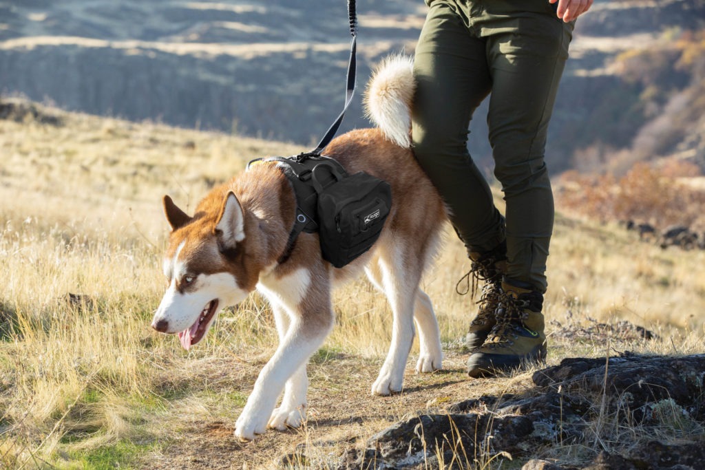 Image shows a husky walking alongside a person. The husky is wearing a harness from Kurgo. 