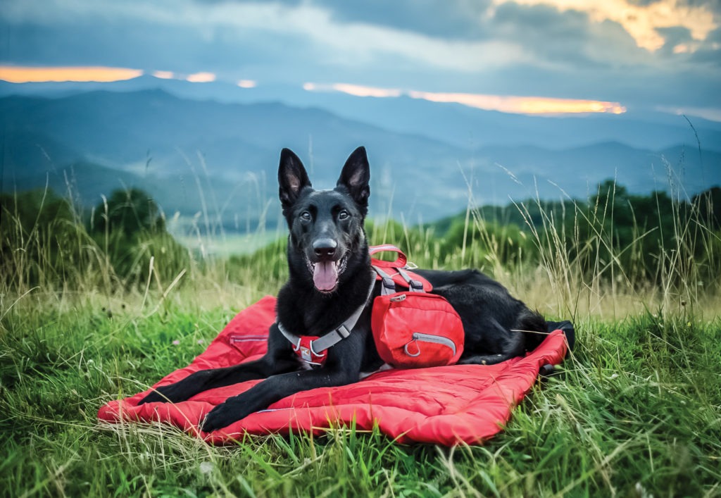 Image shows a black dog relaxing on a bed in a grassy field.