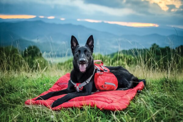 Image shows a black dog relaxing on a bed in a grassy field.
