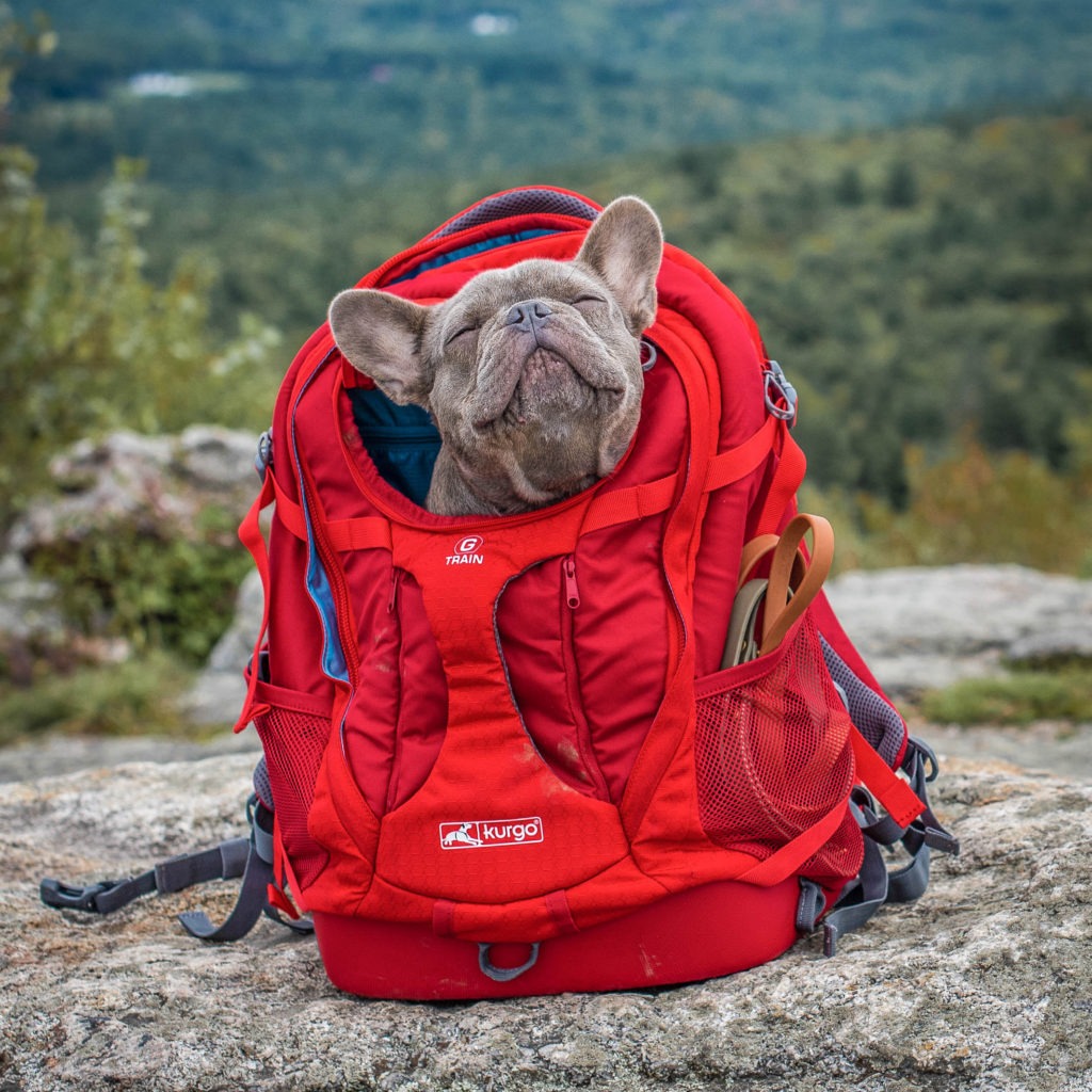 Image shows a French Bulldog in a backpack in a woodland environment.