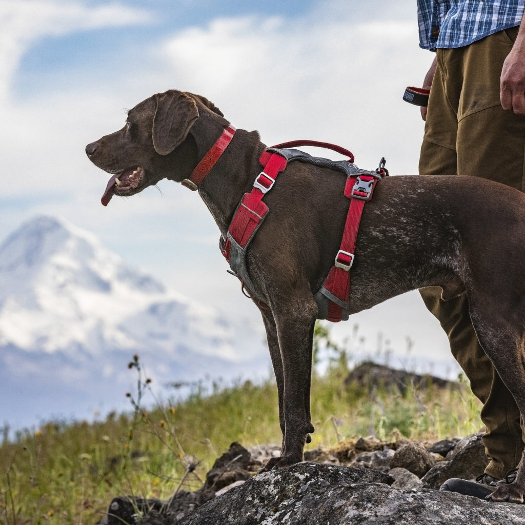 Image shows the legs of a hiker and brown dog overlooking a mountainous landscape.