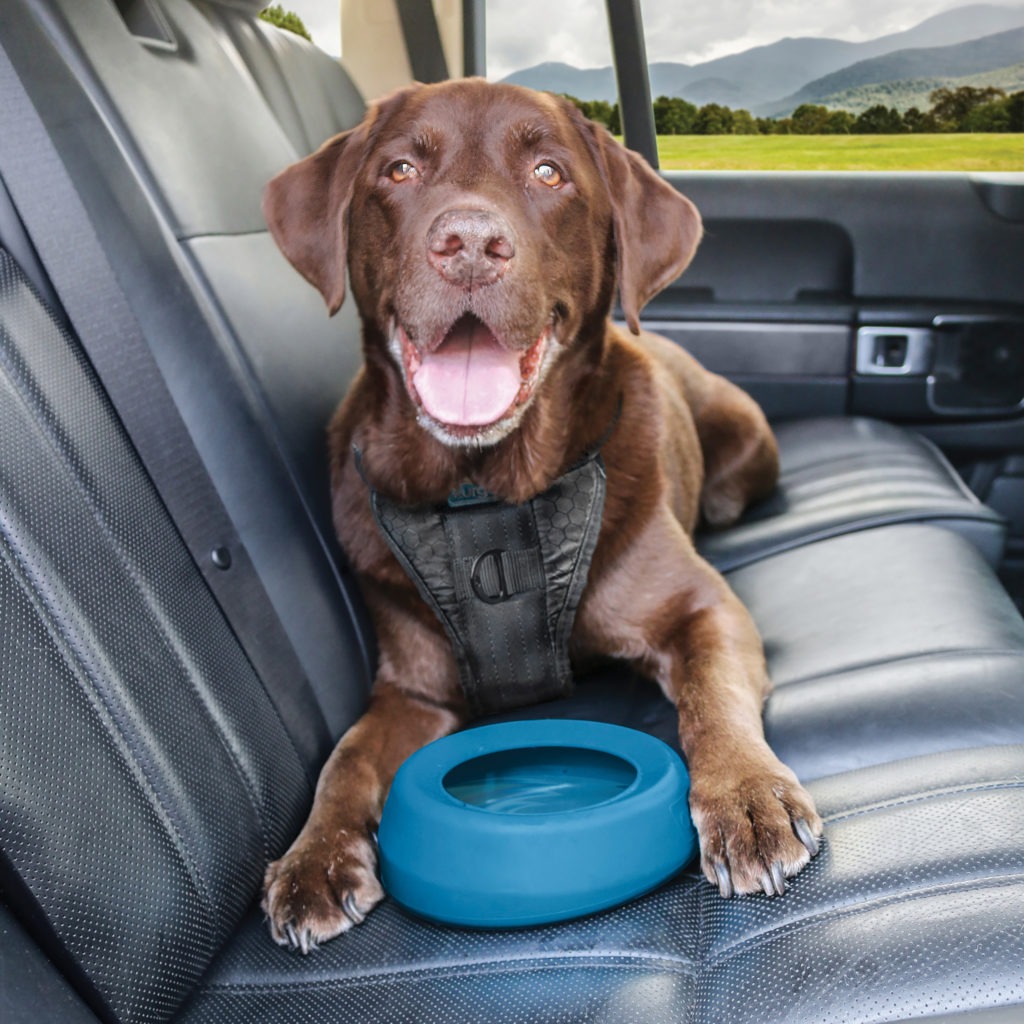 Chocolate lab in the back seat of a vehicle with the Kurgo Splash Free Bowl.