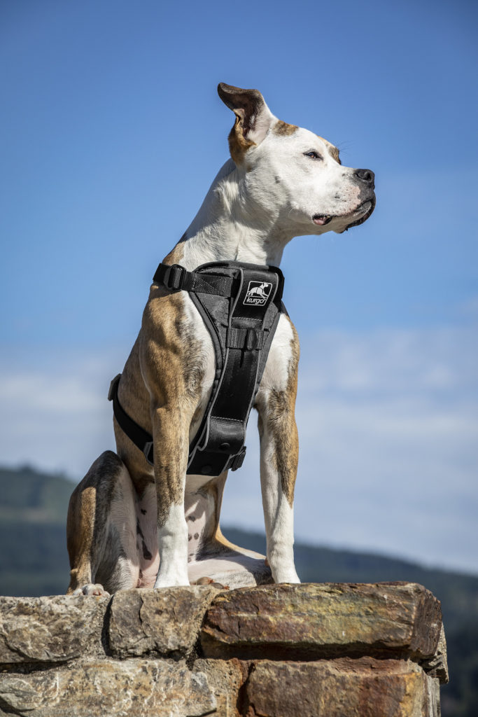 Dog wearing the Kurgo Tru Fit Harness sitting on a rock wall. 