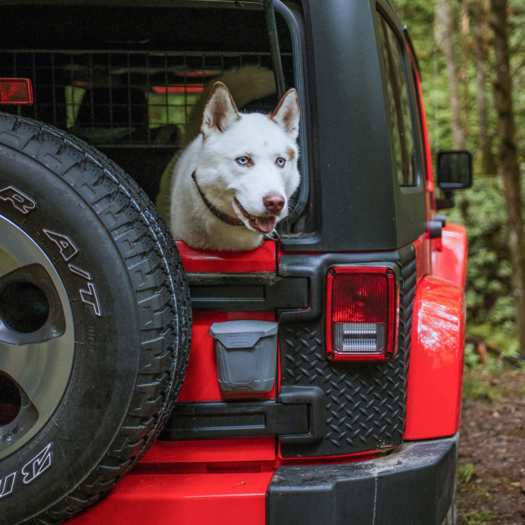 A white huskie looking out the back of a Jeep. The Kurgo Tailgate Dumpster is mounted on the rear door.