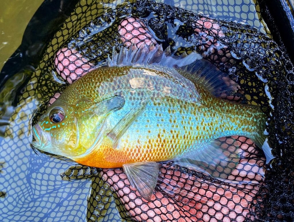 A small colorful fish in a net.