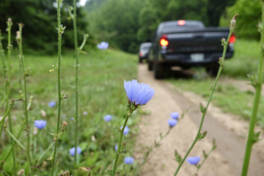 Purple chicory flowers with two trucks in the background.