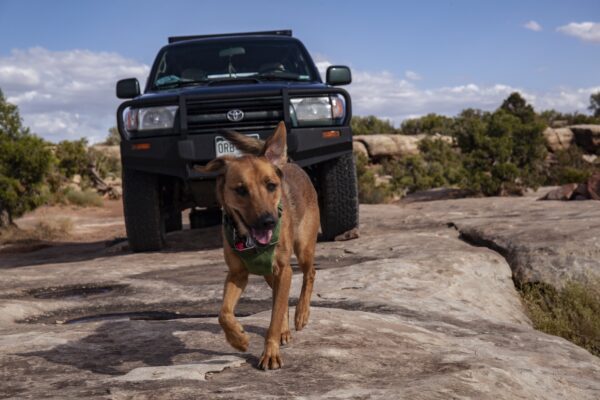 Dog on a run during a camping trip