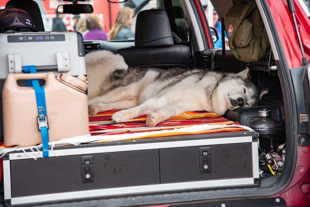 Husky dog sleeping in back of an SUV