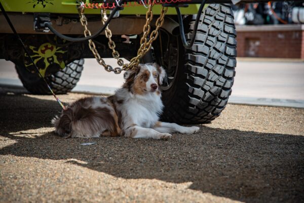 Multicolored dog lays under overland truck