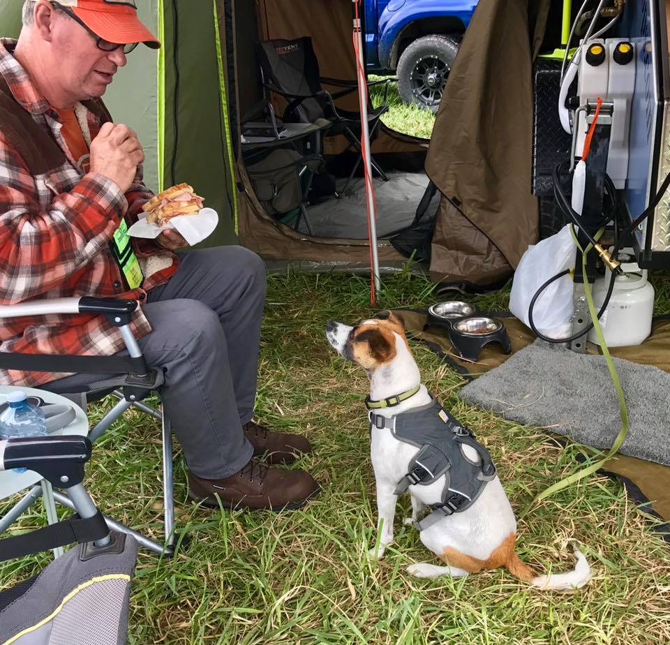 Jack Russel dog staring at man to get food