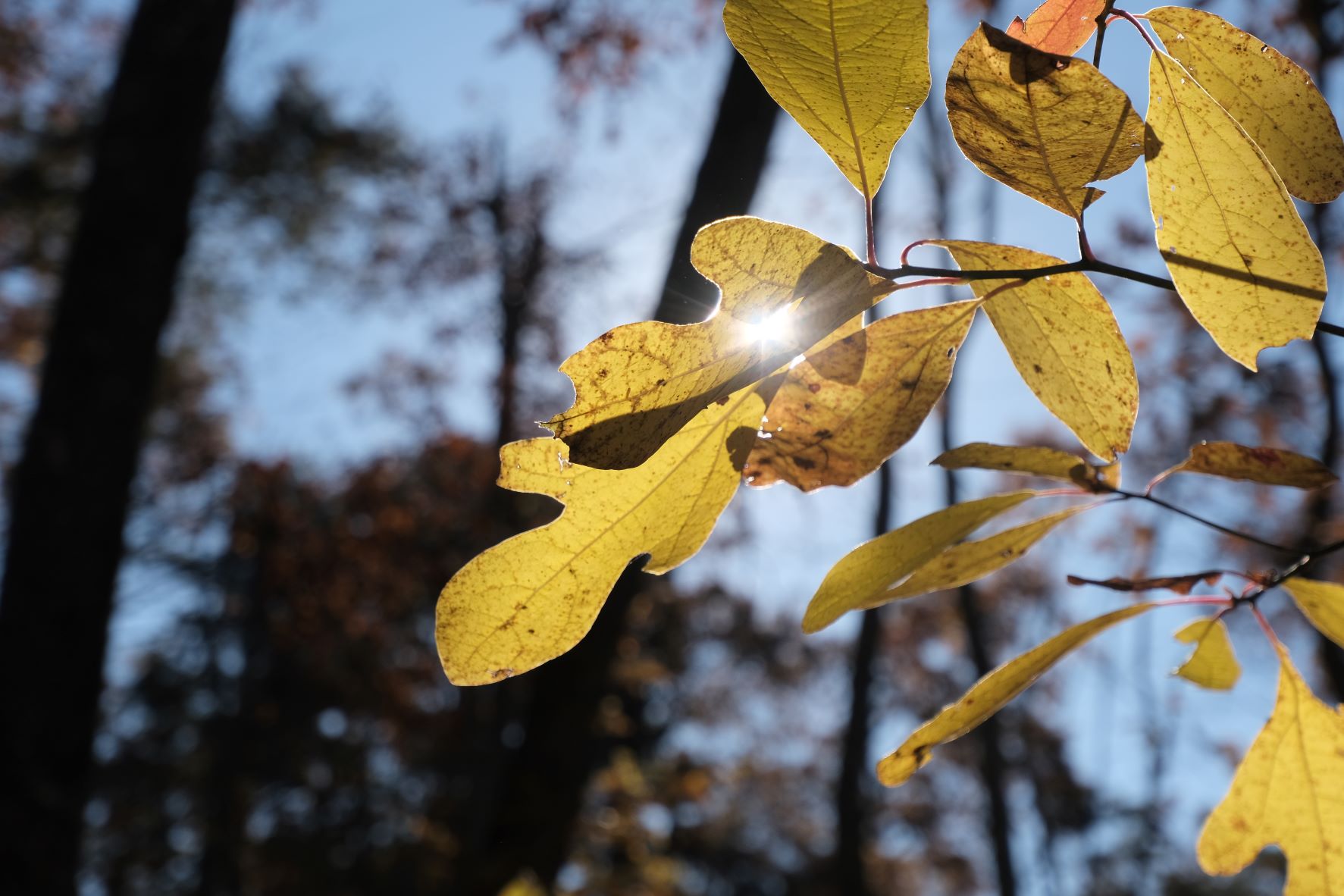 Oak Sassafras leaves backlit by the sun.