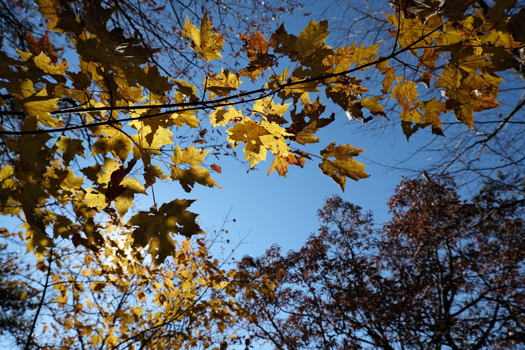 Oak Maple leaves backlit by the sun.