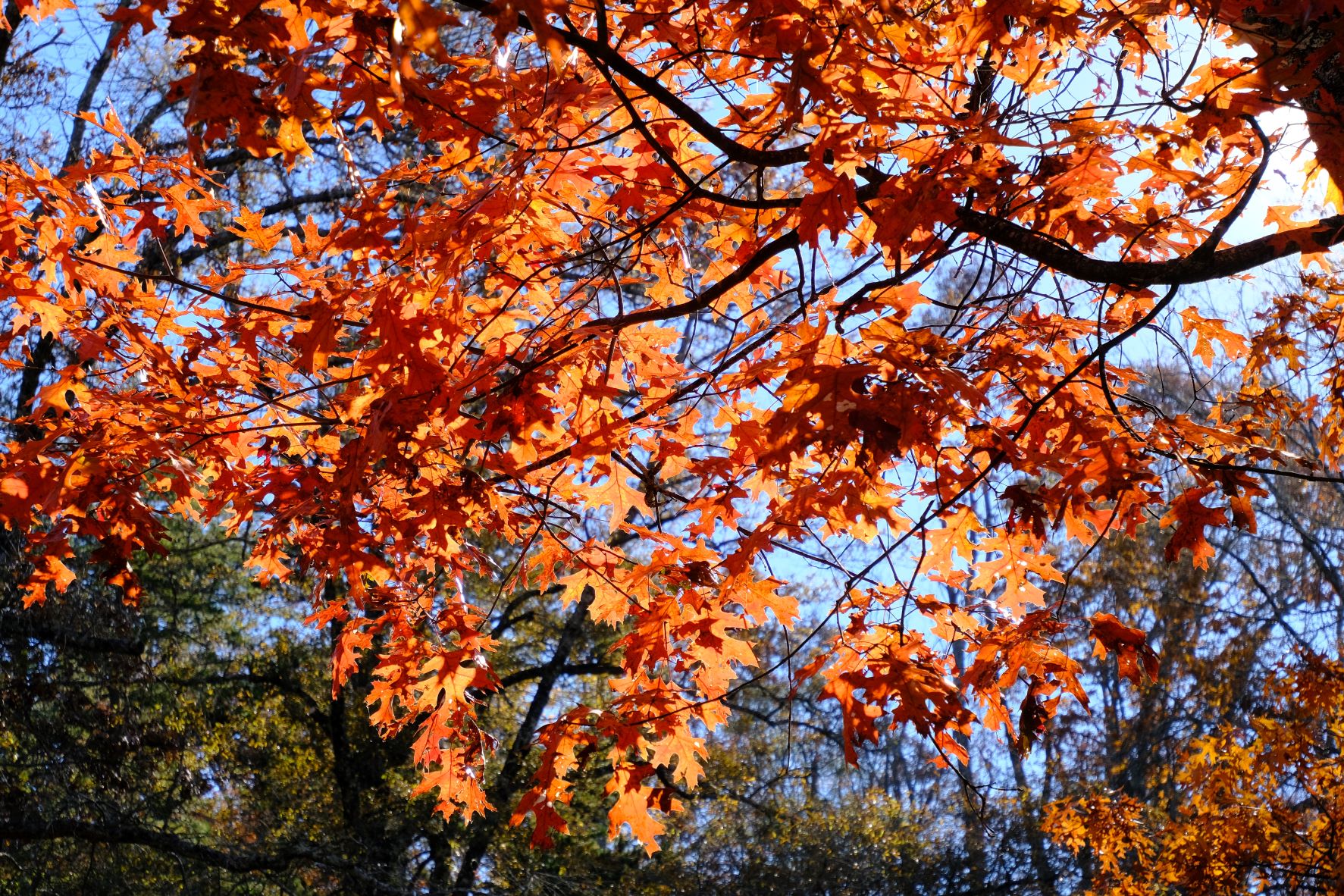 Oak leaves backlit by the sun.