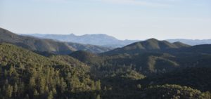 Prescott National Forest Crown King Senator Highway Arizona