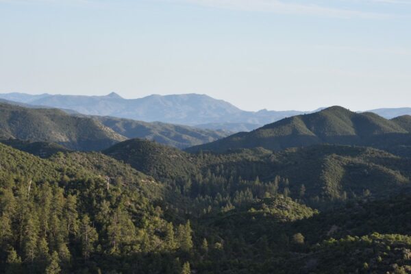 Prescott National Forest Crown King Senator Highway Arizona