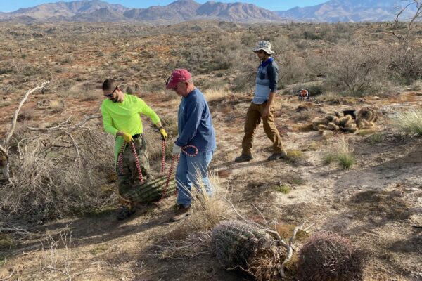 3 men carrying a cactus