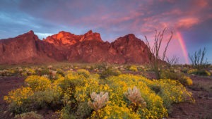 Rainbow over Kofa National Wildlife Refuge