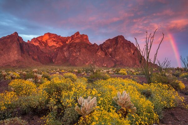 Rainbow over Kofa National Wildlife Refuge