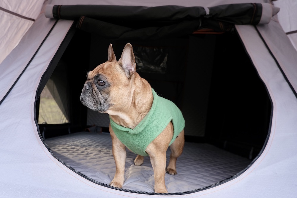 French bulldog in a rooftop tent. 